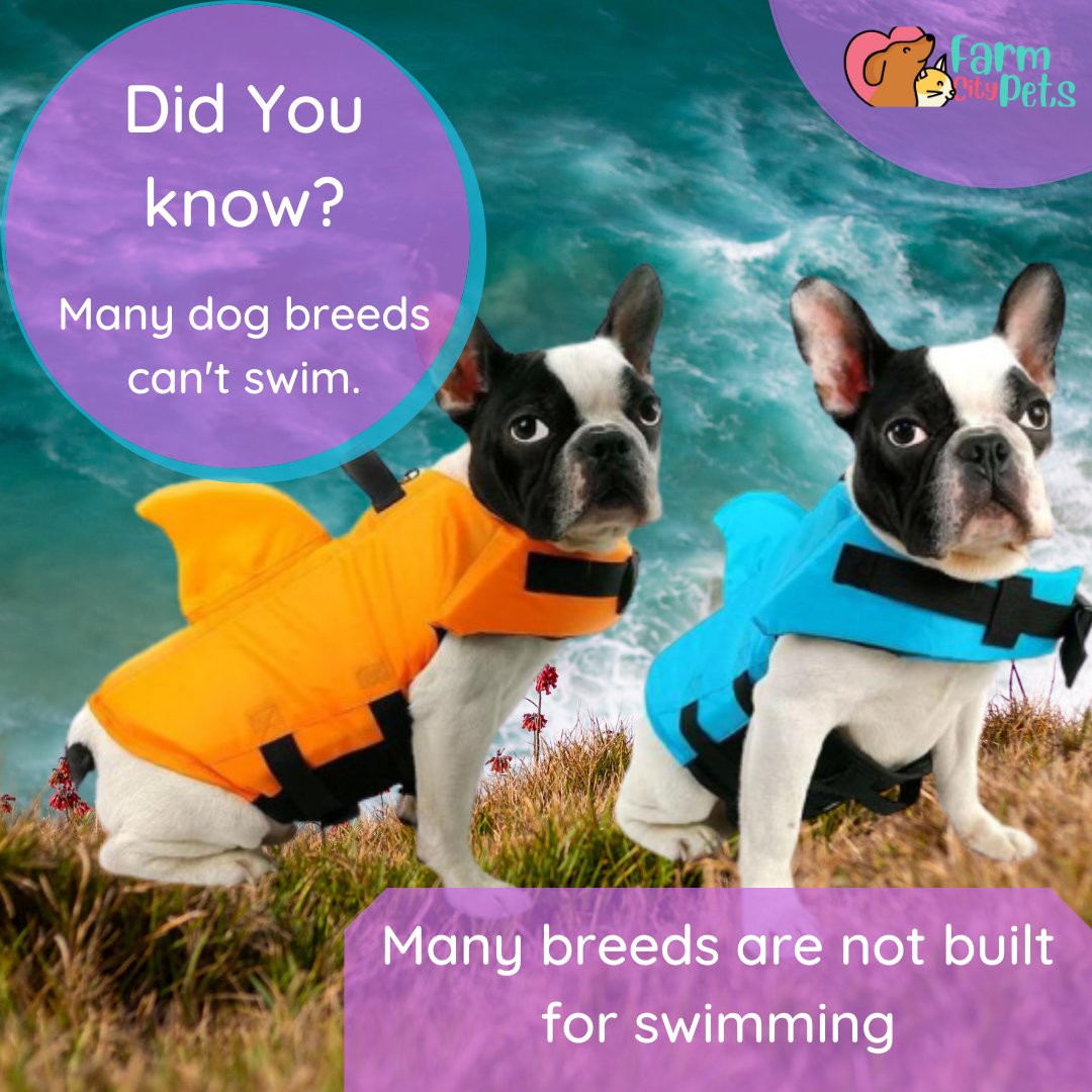 SharkDog Professional Dog Lifesaver – Adjustable Swim Vest with Extra Buoyancy & Top Rescue Handle, Secure Safety Guard for Every Dog